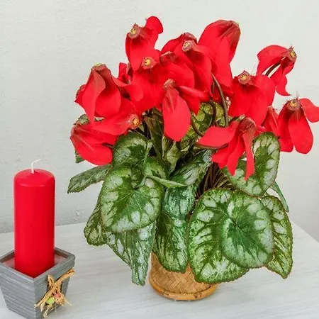 Διαμέρισμα Moderno Sulle Piste Breuil-Cervinia